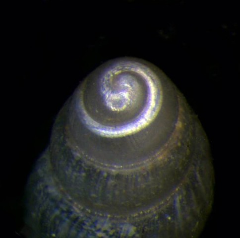 aiutino per identificazione